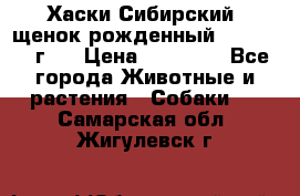 Хаски Сибирский (щенок рожденный 20.03.2017г.) › Цена ­ 25 000 - Все города Животные и растения » Собаки   . Самарская обл.,Жигулевск г.